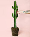 Euphorbia Acrurensis - Pur Plant