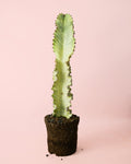 Euphorbia Cactus Variegado M