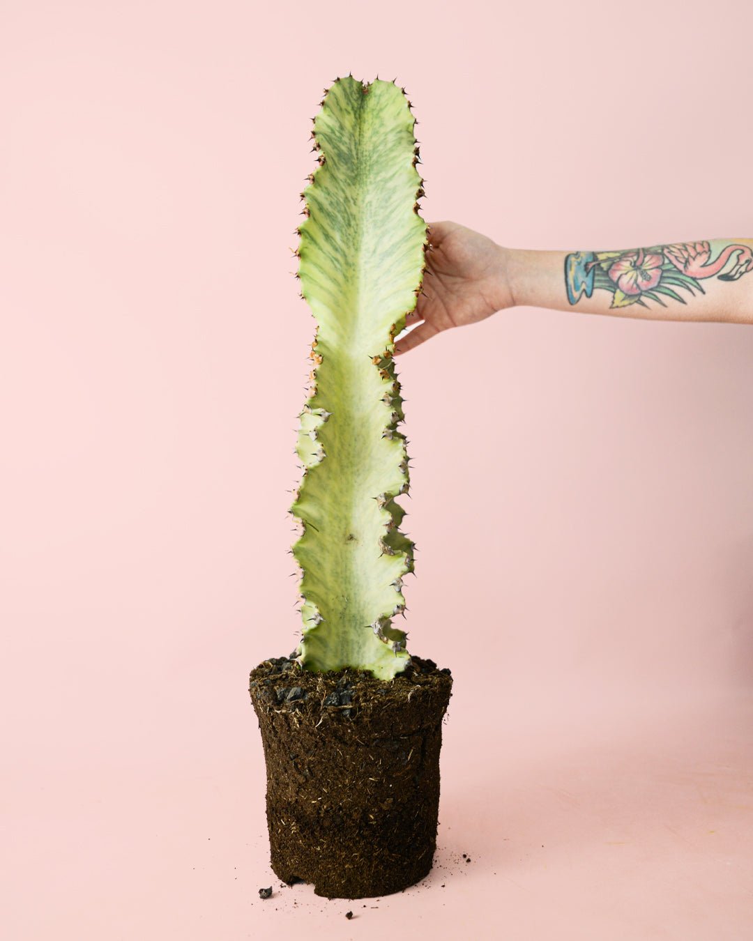 Euphorbia Cactus Variegado M - Hand - Pur Plant