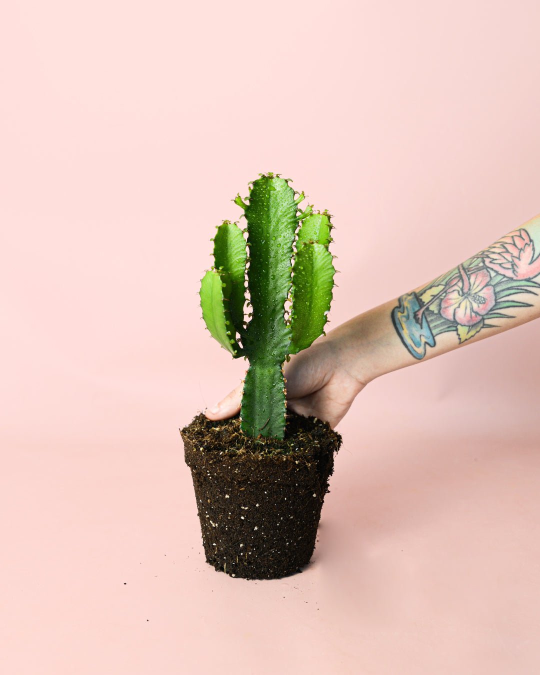Euphorbia Ingens M - Pur Plant