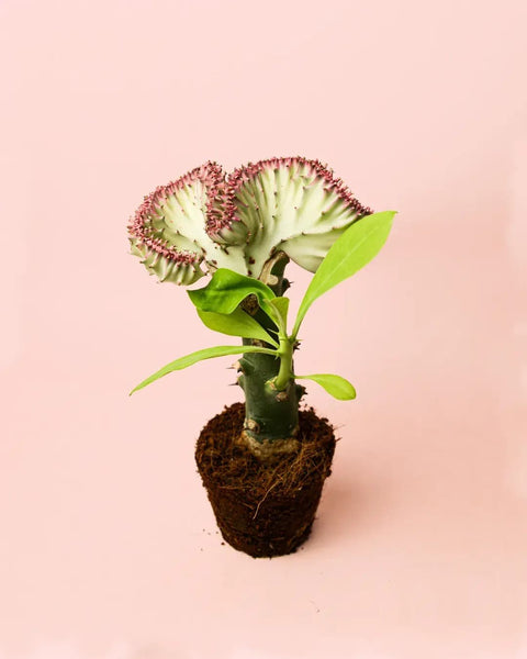 Euphorbia Lactea Mini