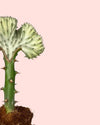 Euphorbia Lactea Mini - Pur Plant