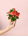 Euphorbia Milii Dark Pink Mini