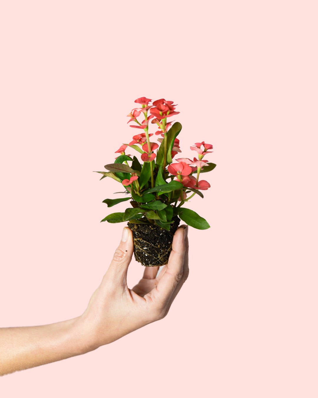 Euphorbia Milii Dark Pink Mini - Pur Plant