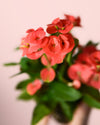 Euphorbia Milii Dark Pink Mini - Pur Plant
