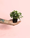 Euphorbia Milii White Mini - Pur Plant