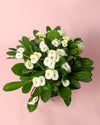 Euphorbia Milii White Mini - Pur Plant