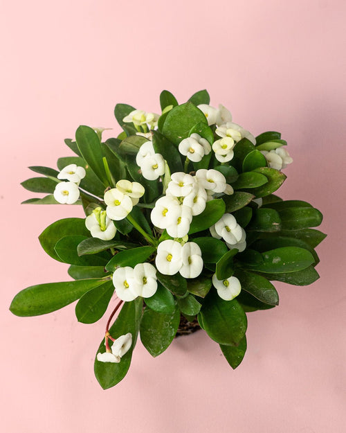 Euphorbia Milii White Mini - Pur Plant