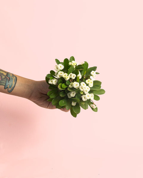 Euphorbia Milii White Mini
