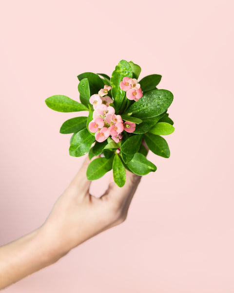 Euphorbia Milli Pink Mini