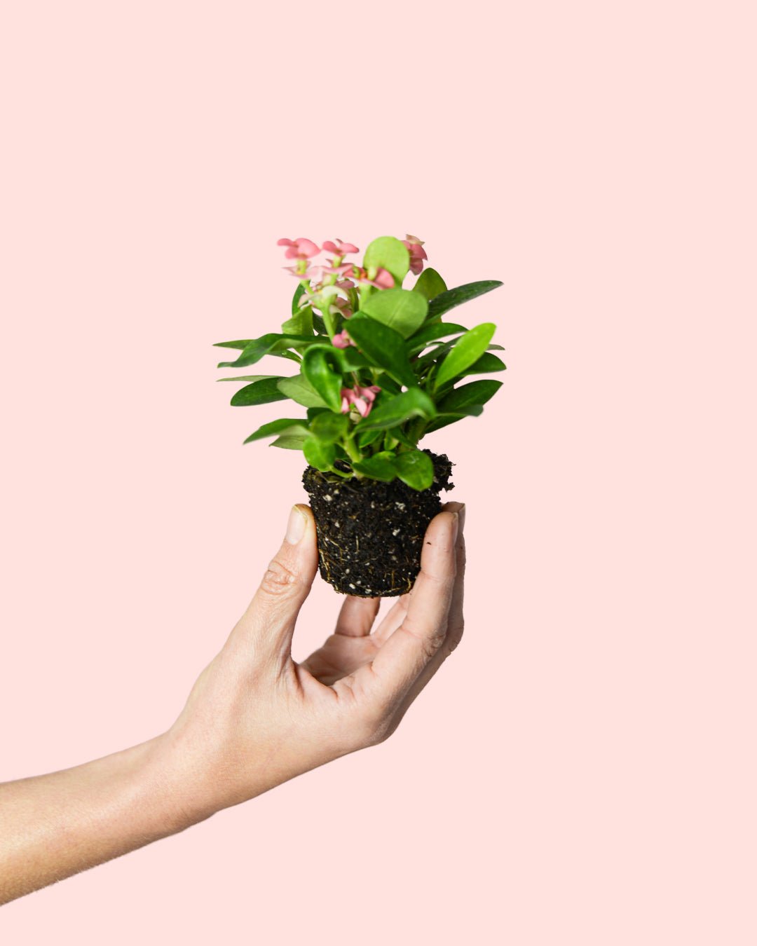 Euphorbia Milli Pink Mini - Pur Plant