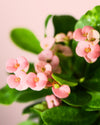 Euphorbia Milli Pink Mini - Pur Plant
