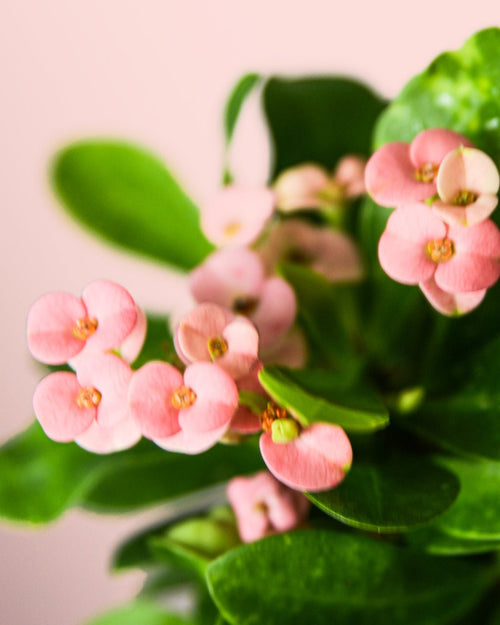 Euphorbia Milli Pink Mini - Pur Plant