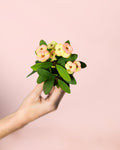 Euphorbia Millii Peach Mini