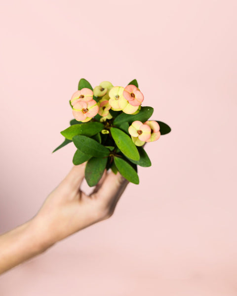 Euphorbia Millii Peach Mini