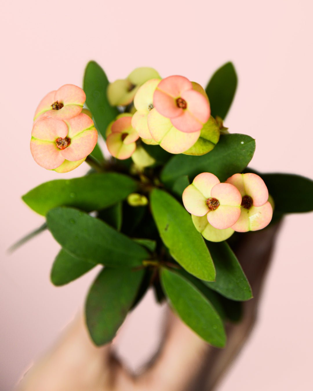 Euphorbia Millii Peach Mini - Pur Plant