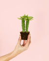 Euphorbia Monadenium Mini - Pur Plant