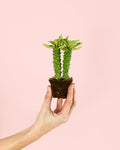Euphorbia Monadenium Mini + Maceta Cerámica