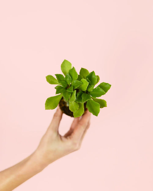 Euphorbia Monadenium Mini - Pur Plant