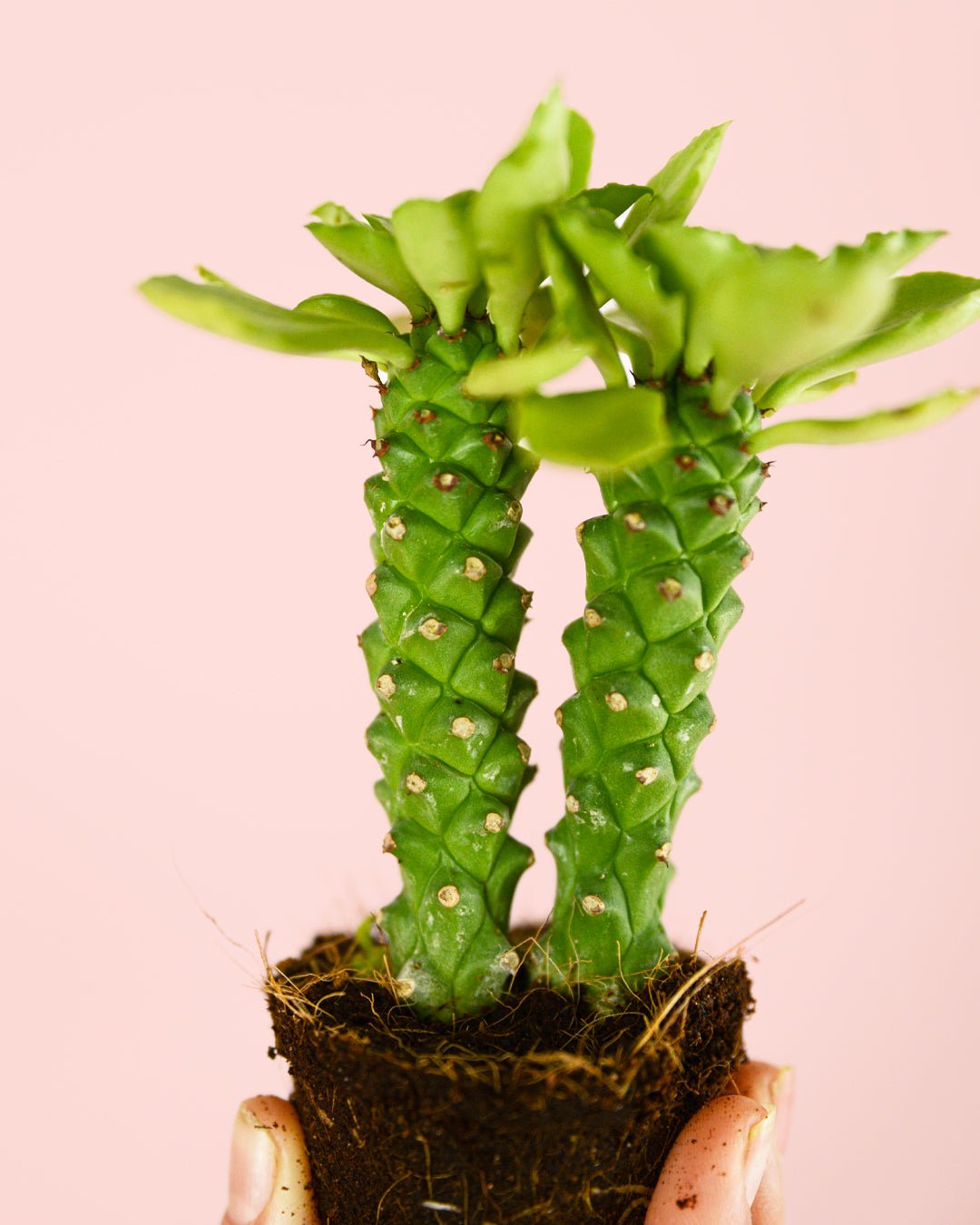 Euphorbia Monadenium Mini - Pur Plant