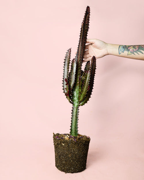 Euphorbia Trigona Rubra L - Pur Plant