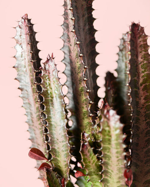 Euphorbia Trigona Rubra L - Pur Plant
