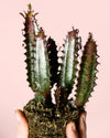 Euphorbia Trigona Rubra M - Pur Plant