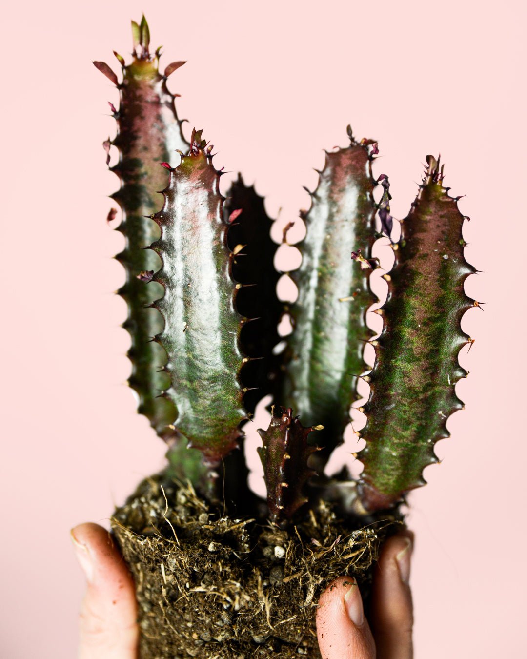 Euphorbia Trigona Rubra M - Pur Plant