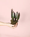 Euphorbia Trigona Rubra M - Pur Plant