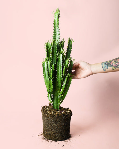 Euphorbia Trigona Verde L - Pur Plant