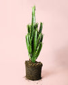 Euphorbia Trigona Verde L - Pur Plant