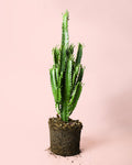 Euphorbia Trigona Verde L