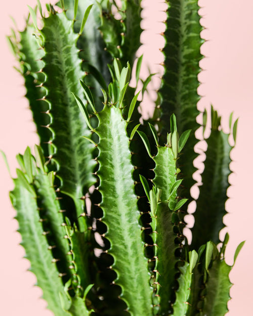 Euphorbia Trigona Verde L - Pur Plant