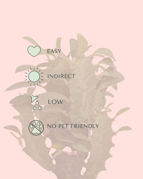 euphorbia ingens mini care