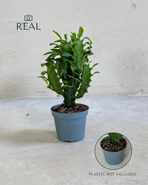 euphorbia ingens mini real