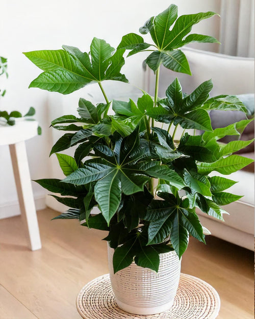 fatsia-japonica-contexto-salon-1_2