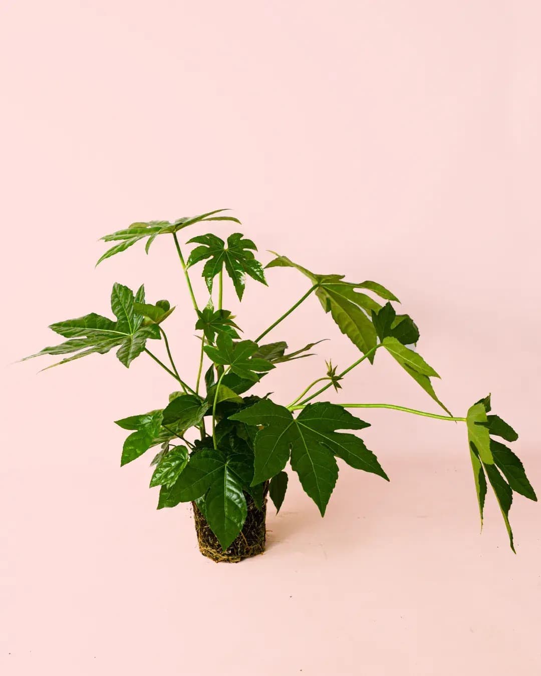 Fatsia Japonica M - Pur Plant