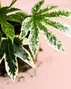 Fatsia Japonica Variegata M - Pur Plant