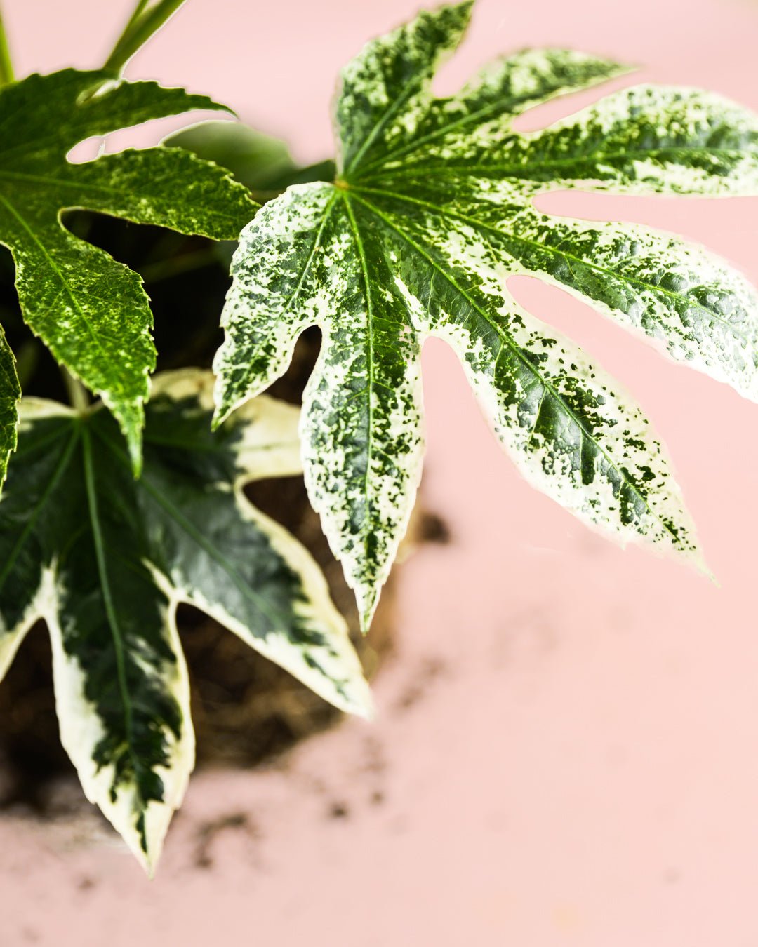 Fatsia Japonica Variegata M - Pur Plant