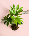 Fatsia Japonica Variegata M - Pur Plant