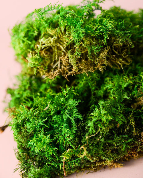 Fern – Musgo Preservado - Pur Plant