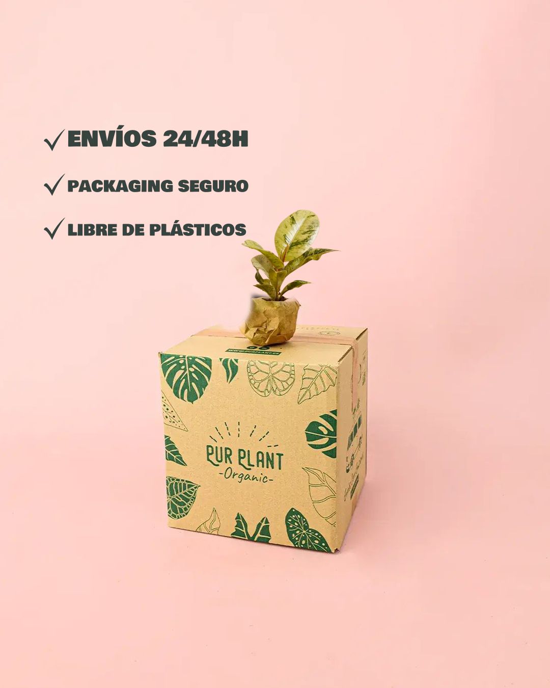 ficus Shivereana Moonshine packaging