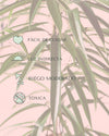 Ficus Alii L - Pur Plant