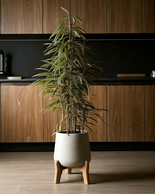 Ficus Alii L - Pur Plant