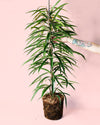 Ficus Alii L - Pur Plant