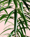 Ficus Alii L - Pur Plant