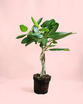 Ficus Benghalensis Audrey Trenzado L