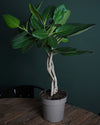 Ficus Benghalensis Audrey Trenzado L - Pur Plant