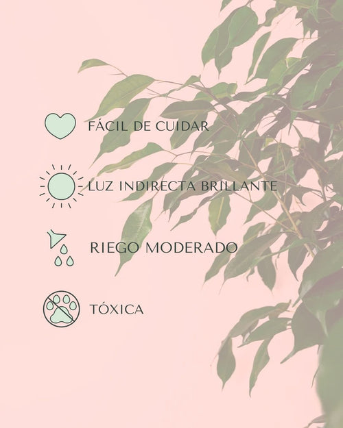 Ficus Benjamina - Pur Plant