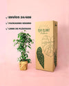 Ficus Benjamina - Pur Plant